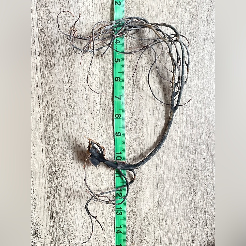 House decor, energy healing black coral branch